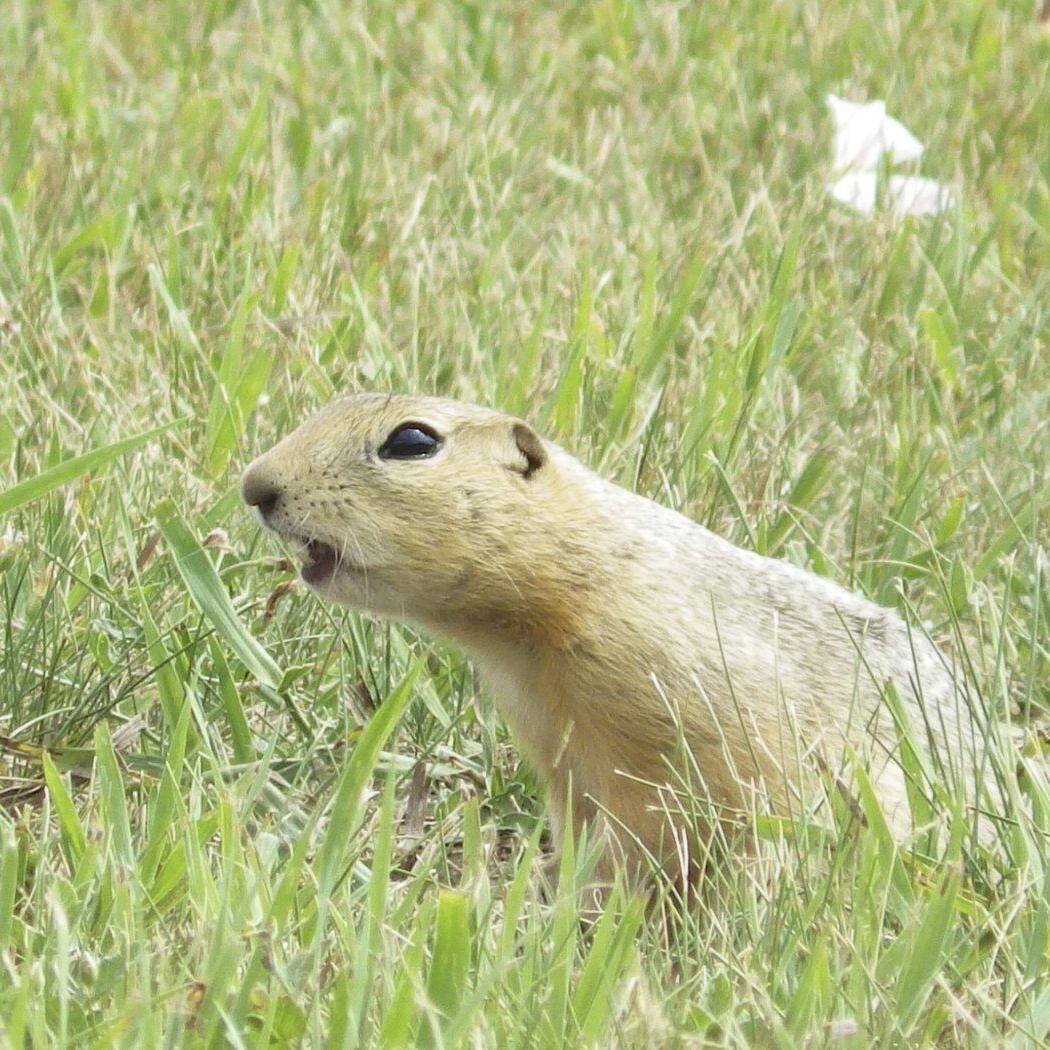 Ground squirrels are taking over a North Dakota city and officials are not amused
